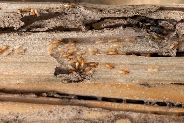 Best Commercial Pest Control Services  in Independence, OR